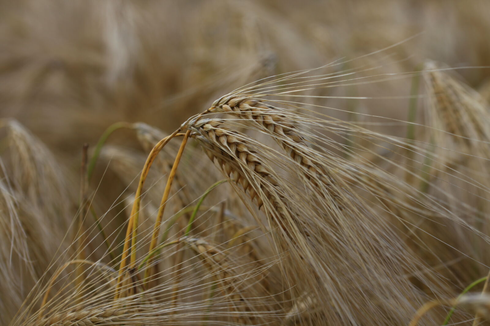 Canon EF 100mm F2.8L Macro IS USM sample photo. Agriculture, barley, close, up photography