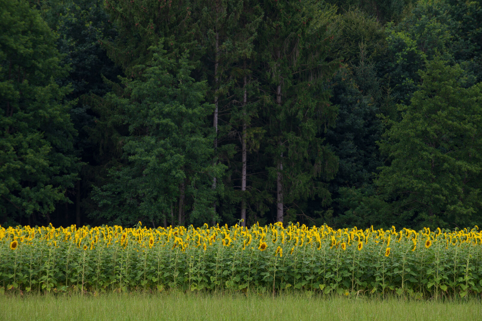Nikon D780 sample photo. Sunflower field photography