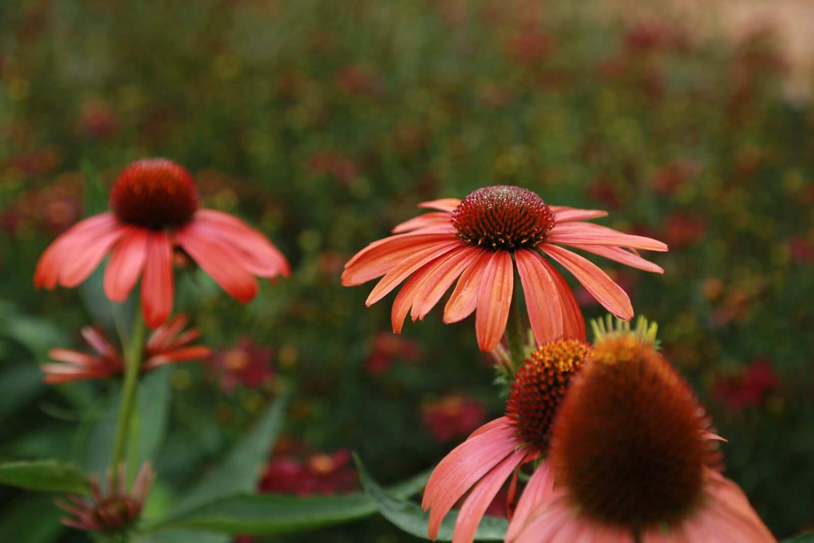 Canon EOS 6D + Canon EF 24-105mm F4L IS USM sample photo. Flowers, wildflower, nature photography