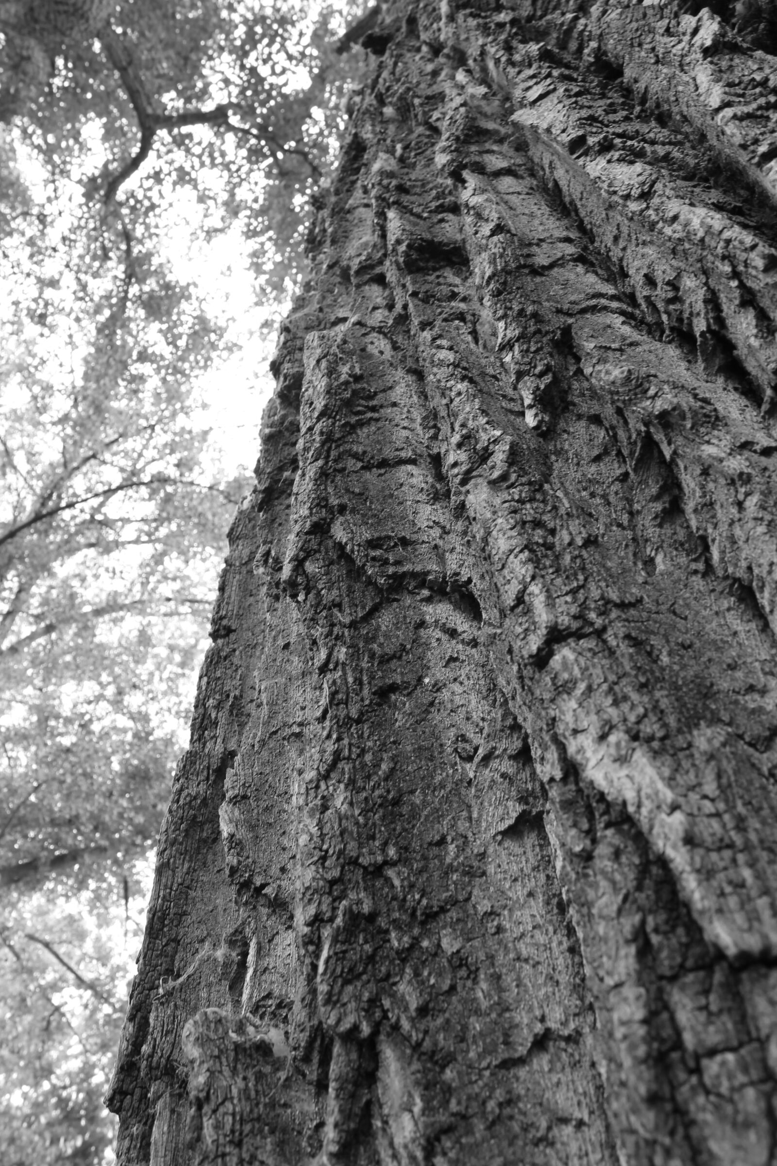 Canon EF-S 18-55mm F3.5-5.6 III sample photo. Wood, tree, background photography
