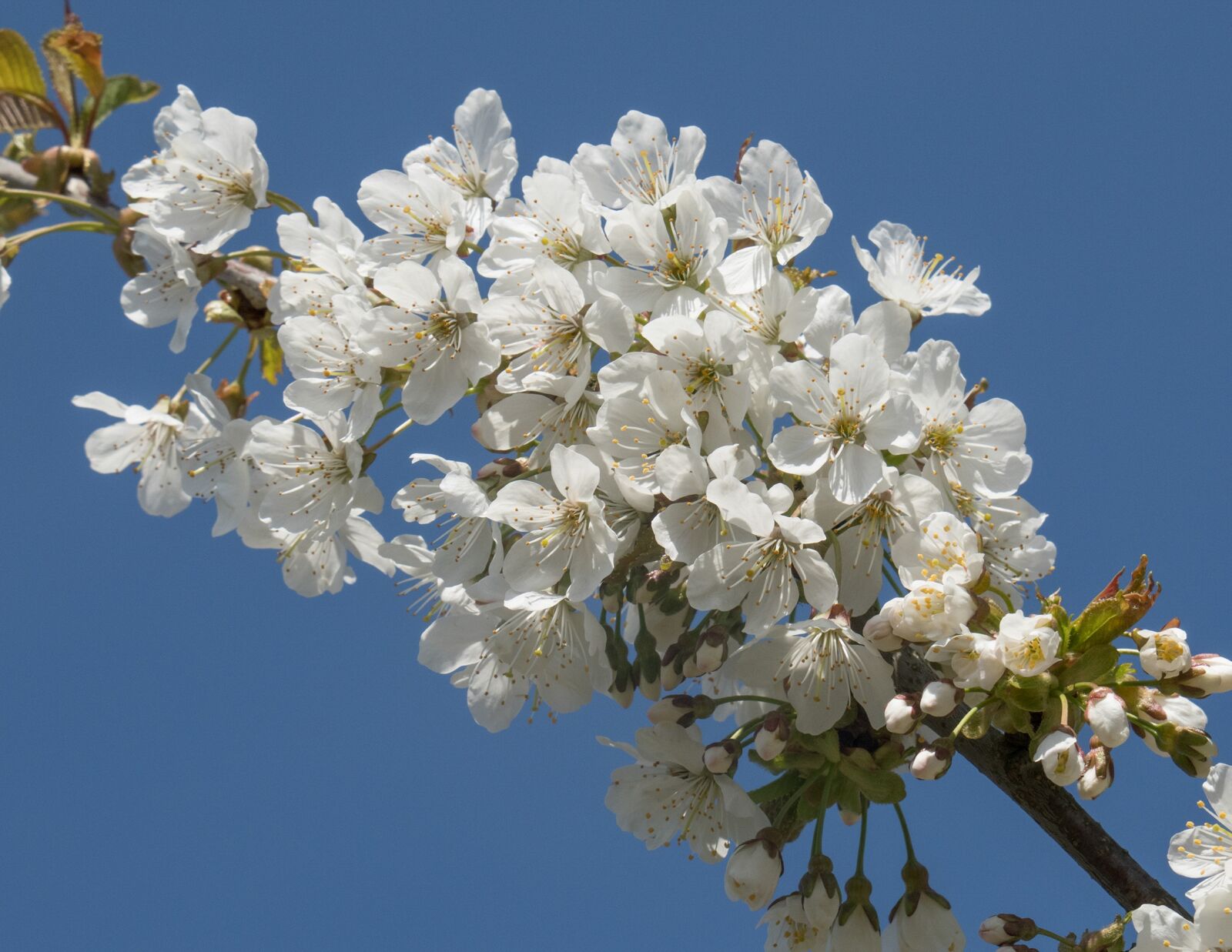 Canon PowerShot G3 X sample photo. Spring, flowers, cherry wood photography