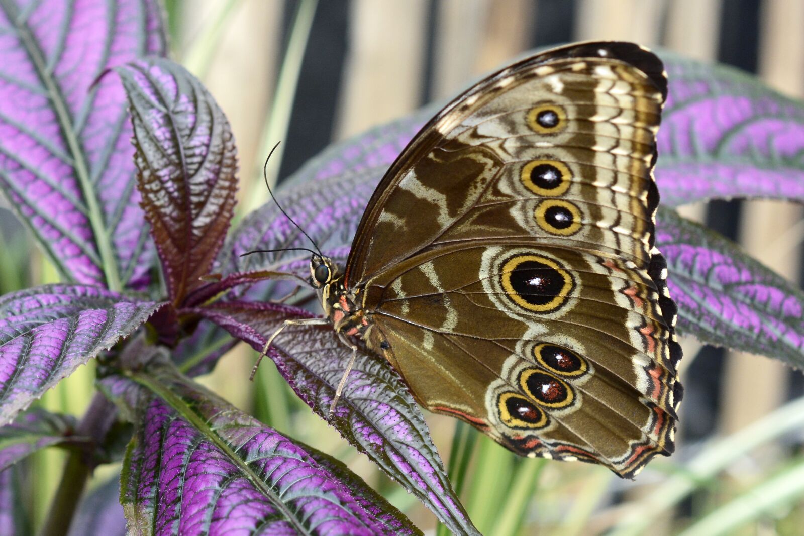 Nikon D7100 sample photo. Butterfly, insect, wing photography