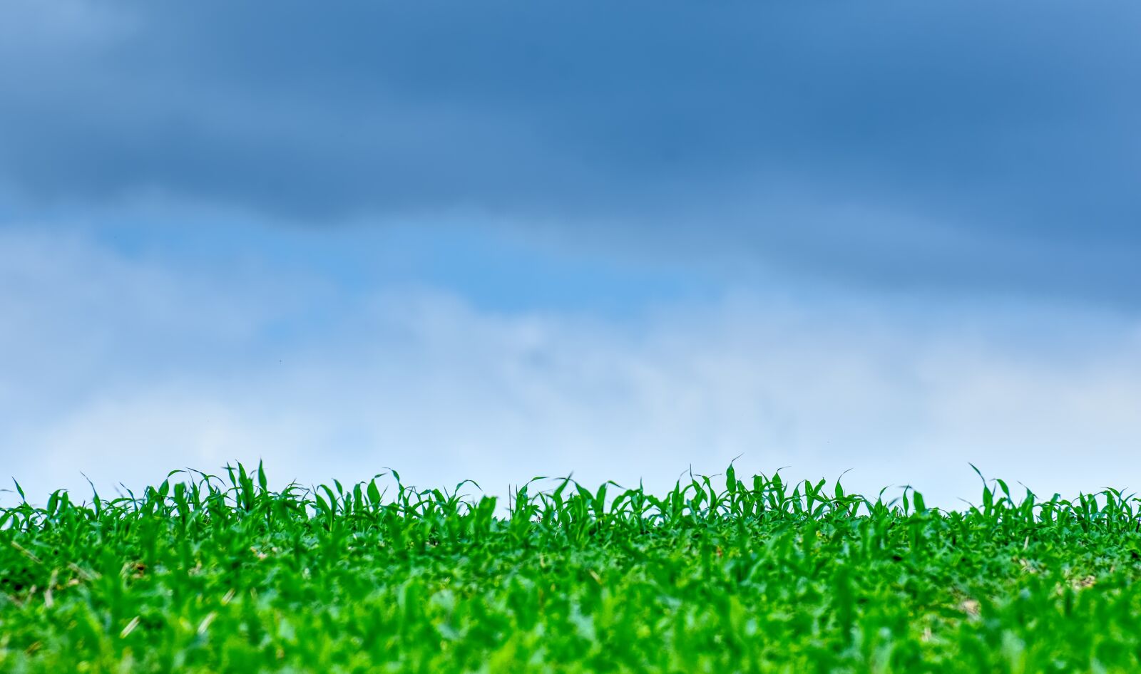 Nikon D7200 sample photo. Grass, meadow, sky photography