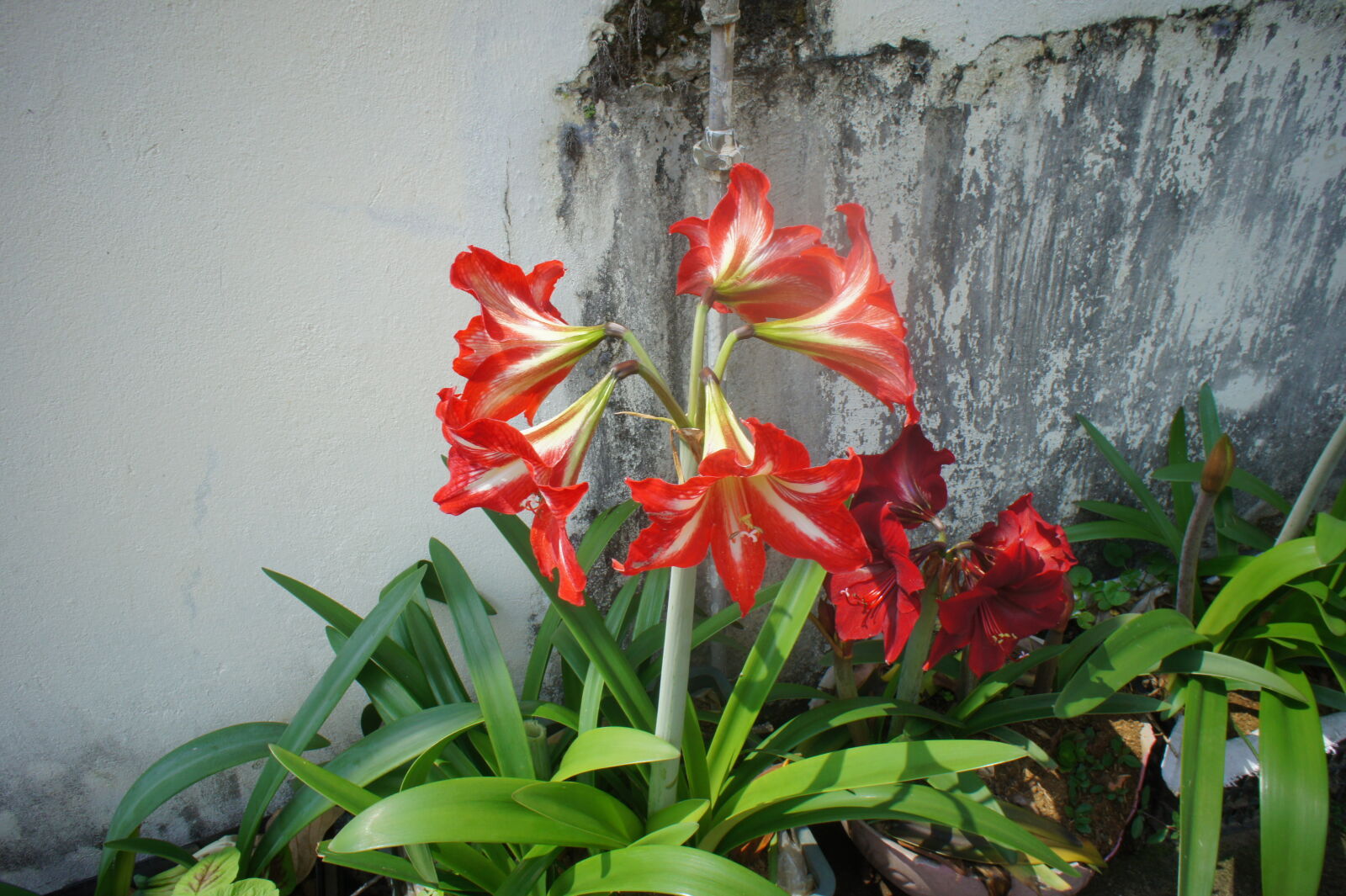 Sony Alpha NEX-3 sample photo