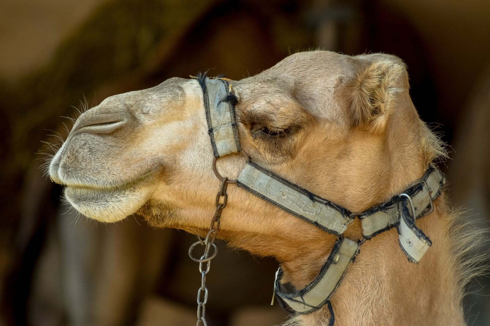Nikon D3300 sample photo. Camel, head, animal photography