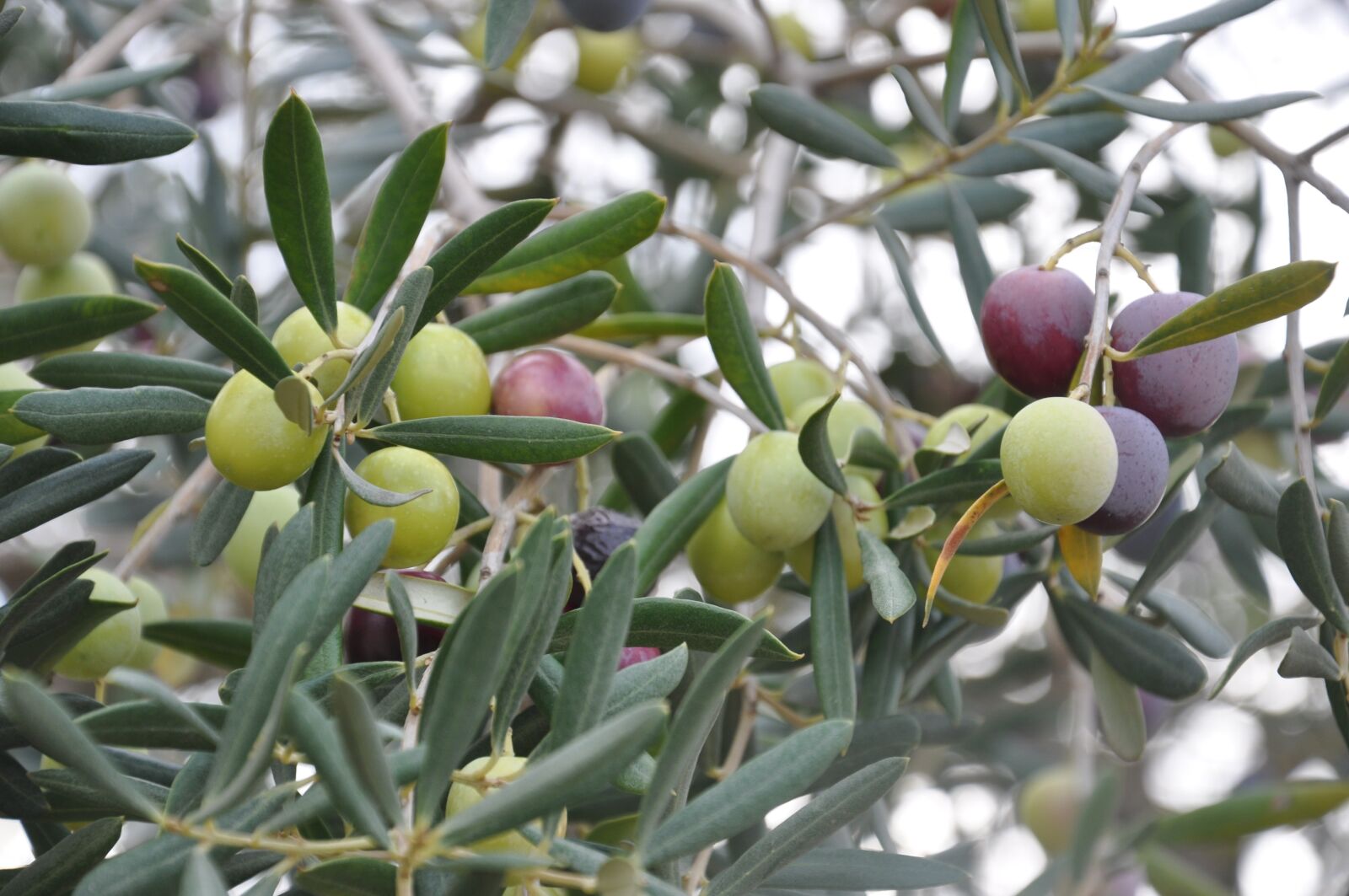 Nikon D90 sample photo. Olives, olive, tree photography