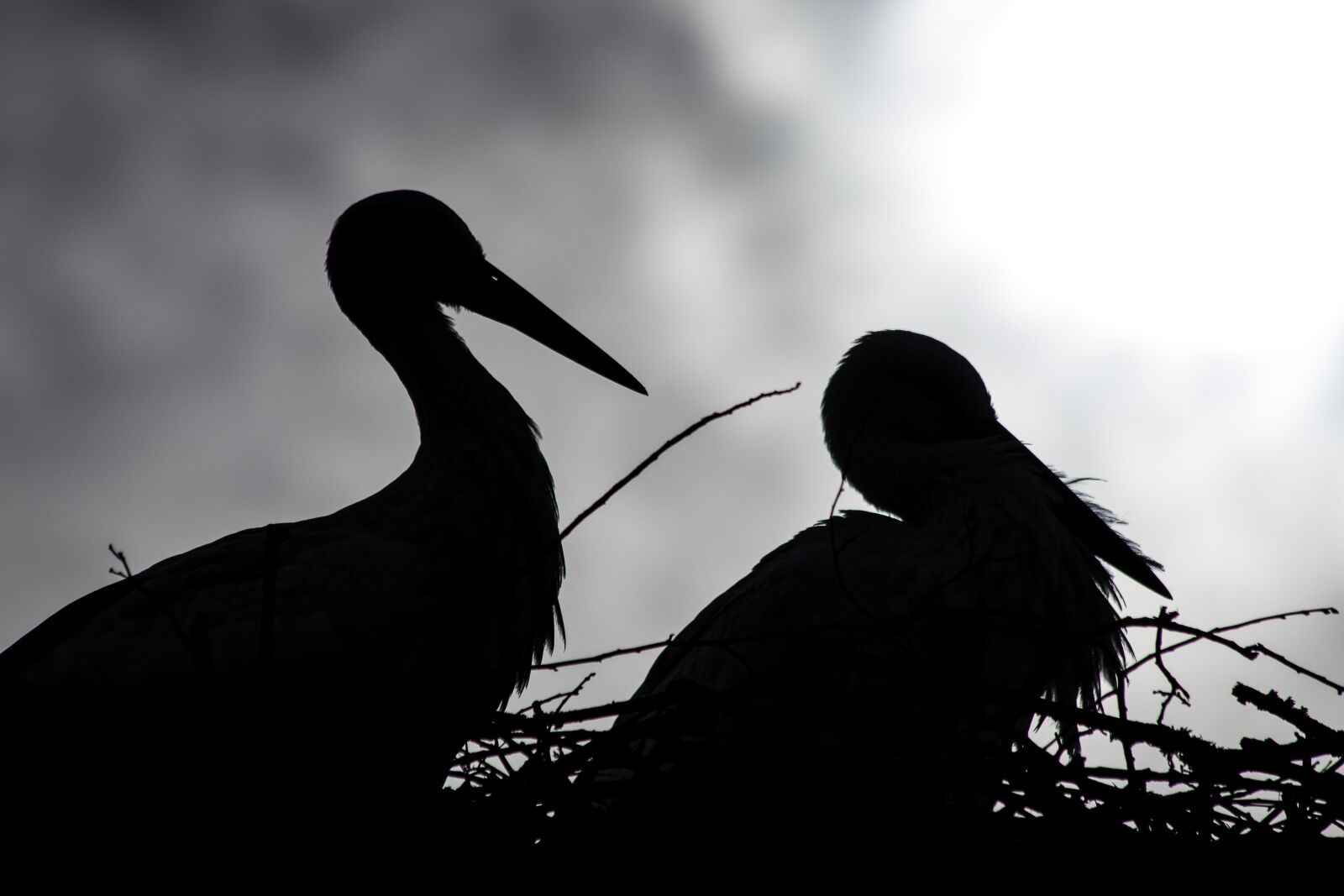 Canon EF 70-300mm F4-5.6 IS USM sample photo. Stork, storks, animals photography