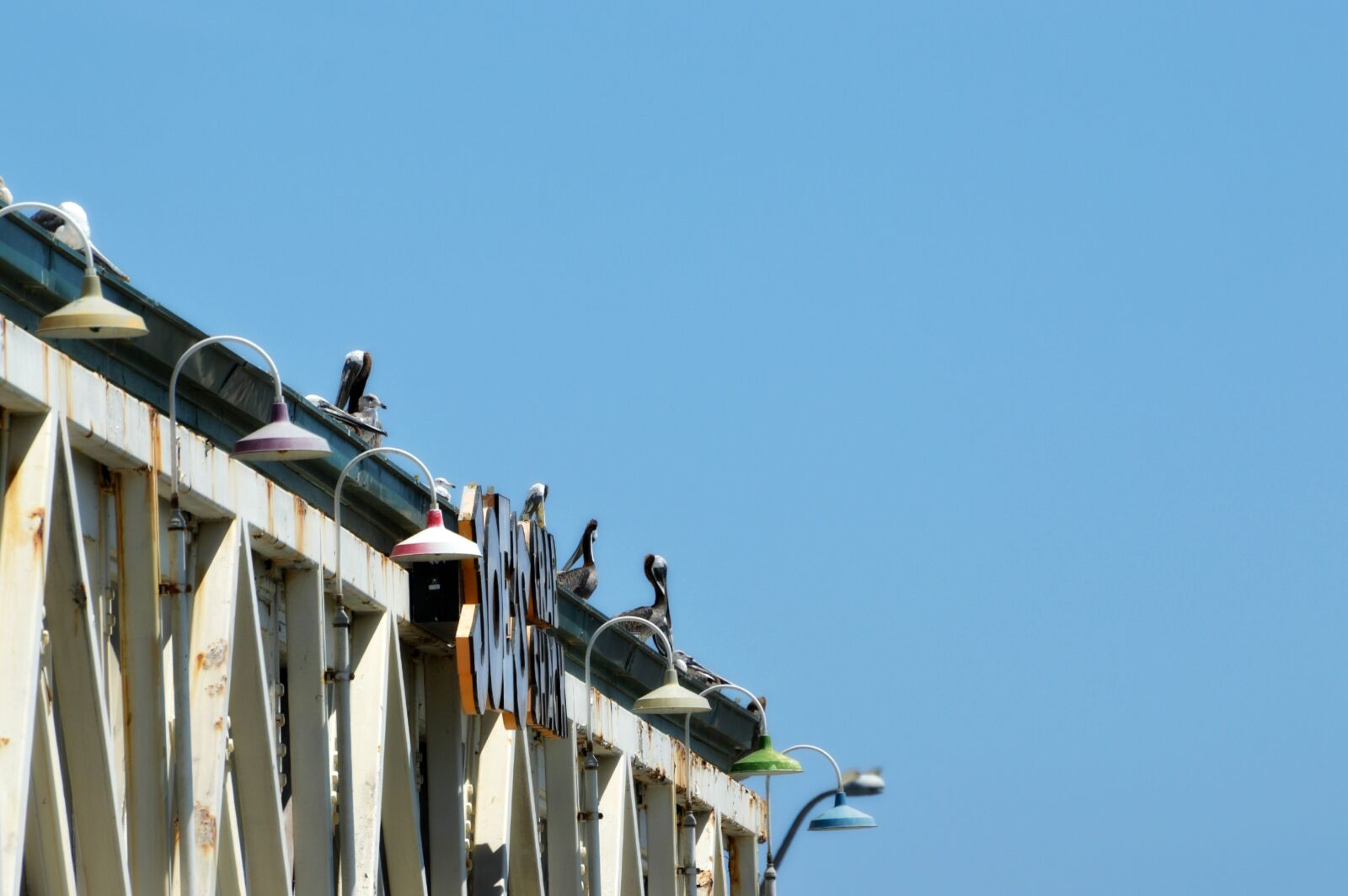 Nikon D3200 sample photo. Pelicans, roof, building photography