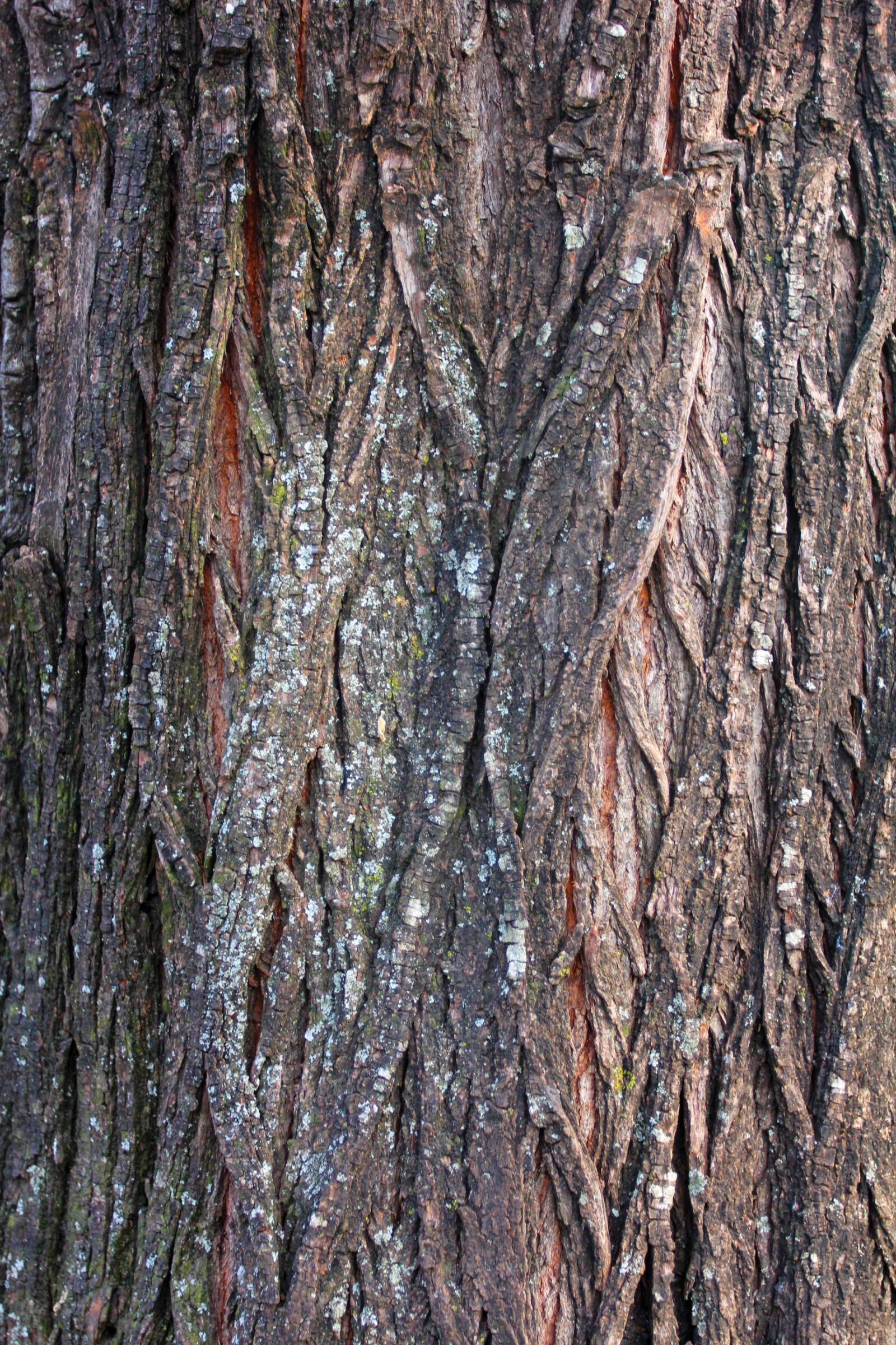 Canon EF 17-40mm F4L USM sample photo. Bark, tree, wood photography