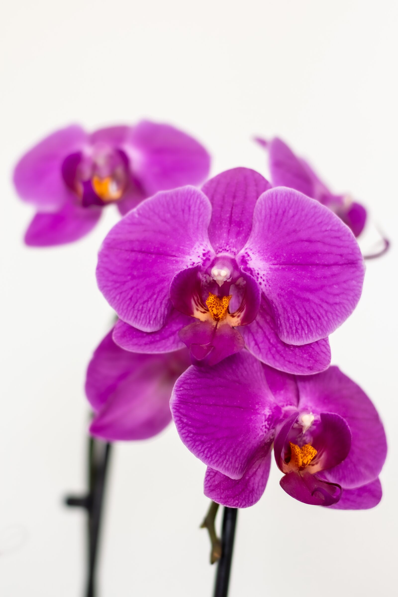 Nikon D7200 sample photo. Flowers, orchid, close-up photography