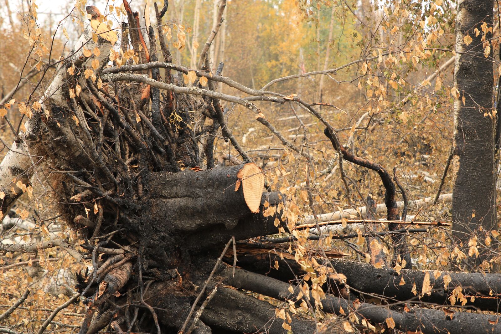 Canon EOS 7D Mark II sample photo. Forest, fire, nature photography