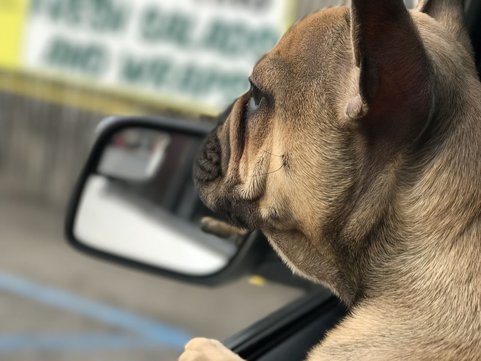 iPhone 7 Plus back dual camera 6.6mm f/2.8 sample photo. Dog, pug, animal photography