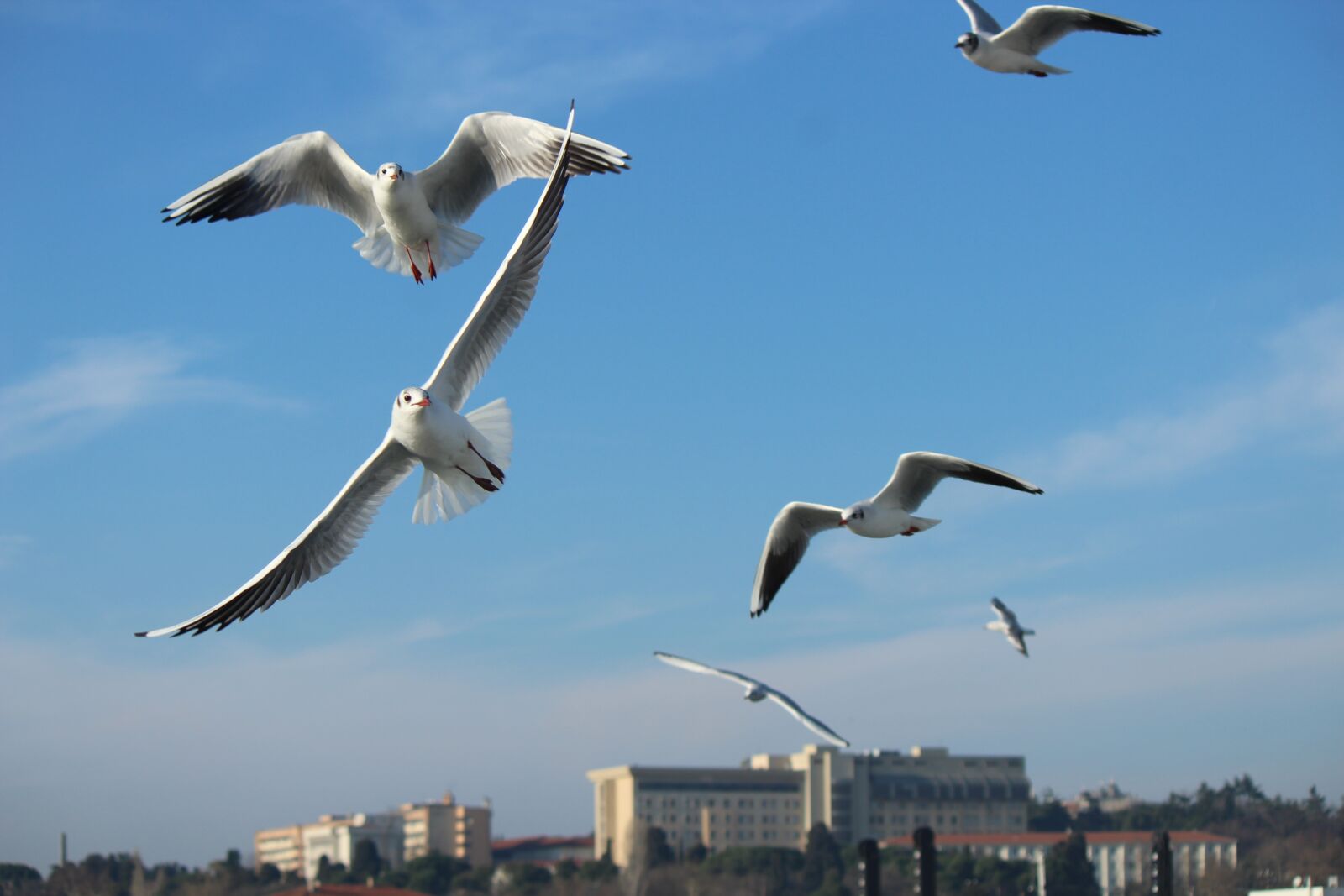 Canon EOS 1300D (EOS Rebel T6 / EOS Kiss X80) sample photo. Seagull, gulls, bird photography