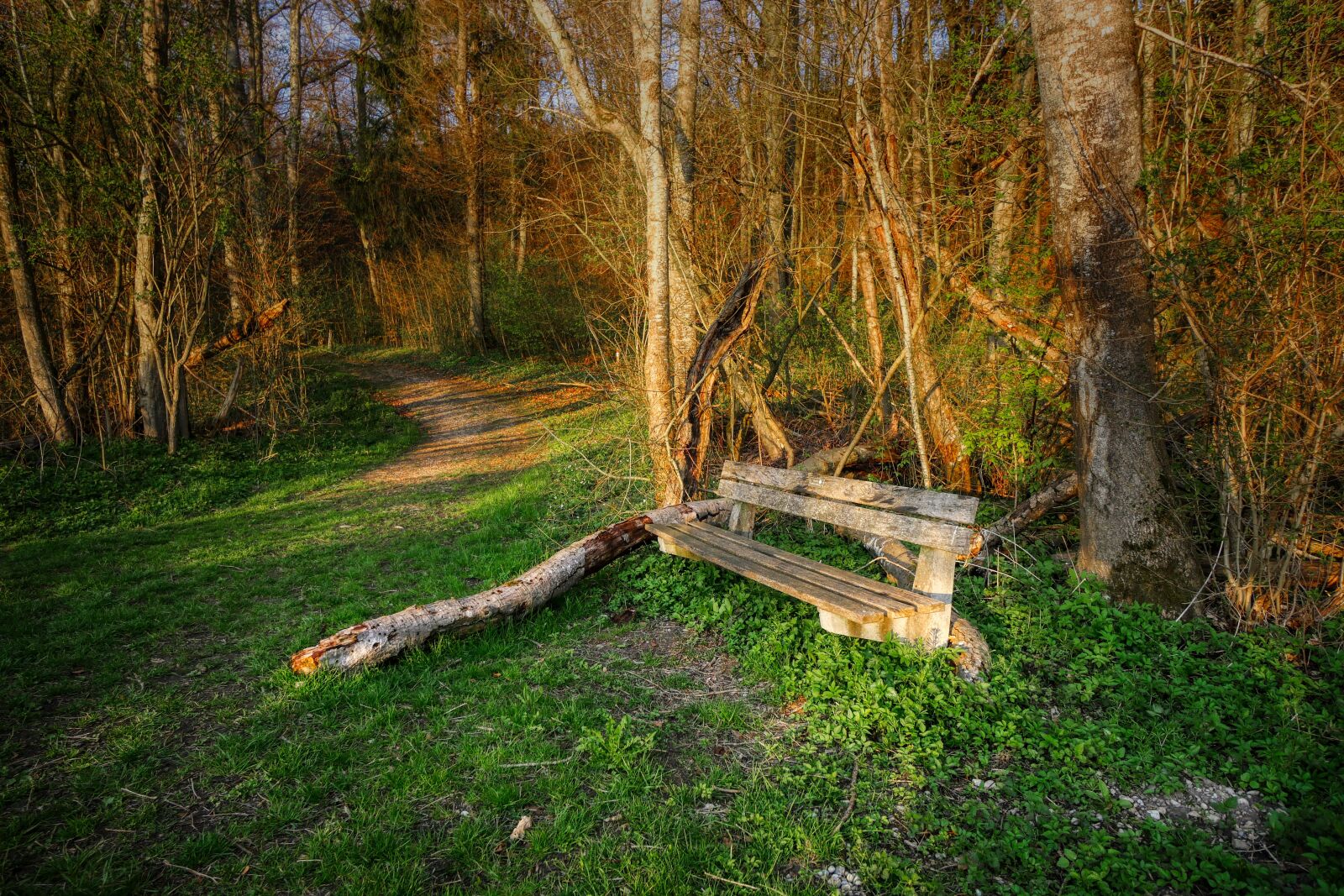 Panasonic Lumix DMC-GX8 sample photo. Forest, spring, sprout photography