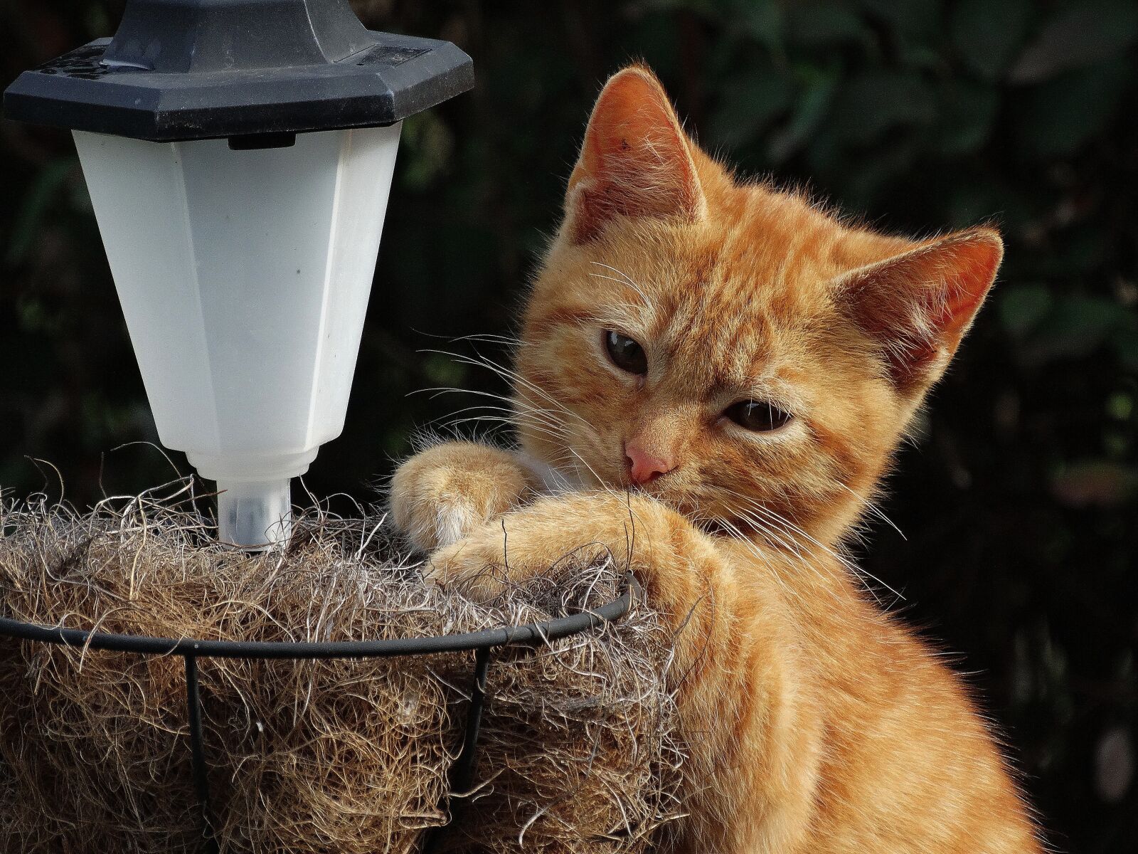 Sony Cyber-shot DSC-HX300 sample photo. Cat, rest, recreation photography