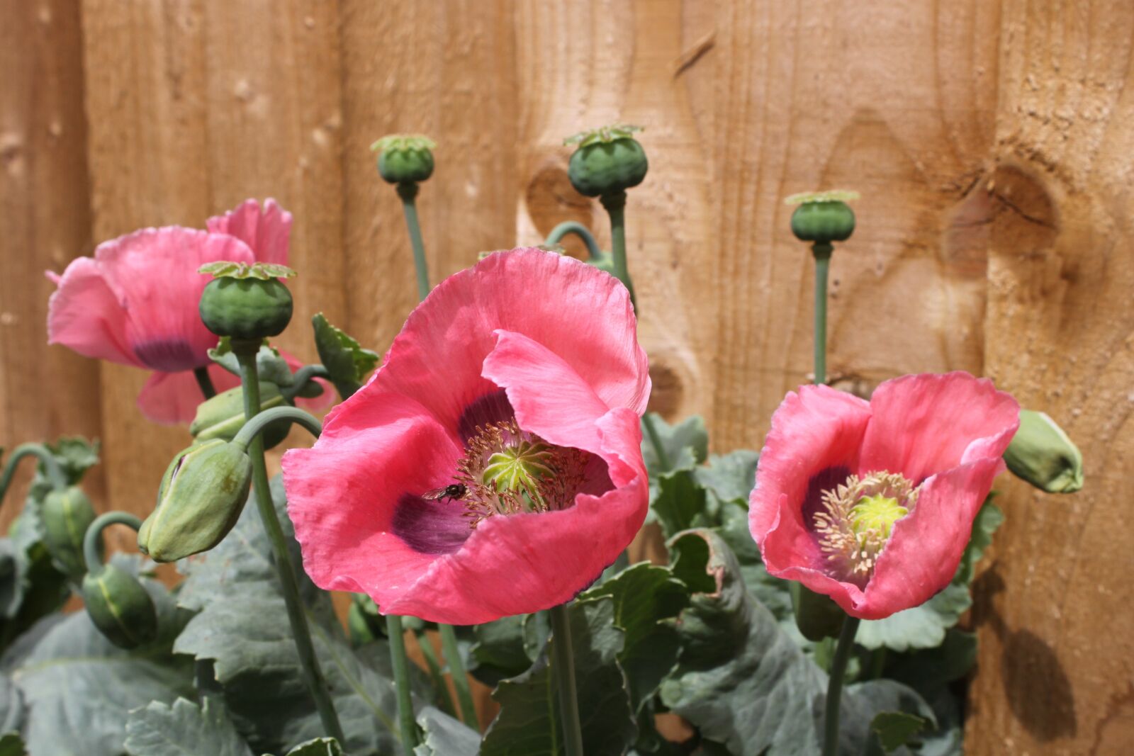 Canon EOS 500D (EOS Rebel T1i / EOS Kiss X3) sample photo. Poppy, flowers, poppy flower photography