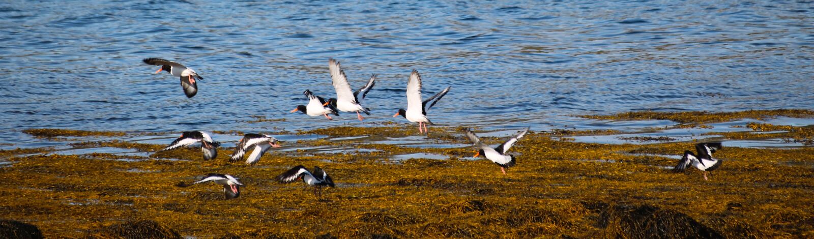 Canon EOS 1100D (EOS Rebel T3 / EOS Kiss X50) sample photo. Water, nature, bird photography
