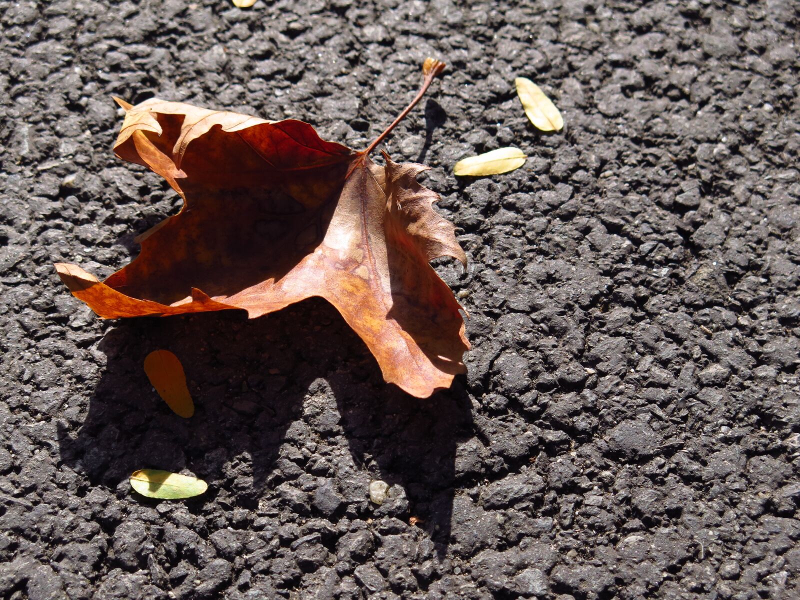 Canon PowerShot G16 sample photo. Leaf, autumn, fall photography