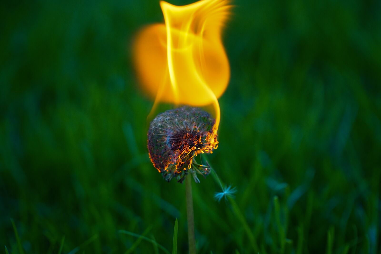 Sony a6000 sample photo. Dandelion, plant, fire photography
