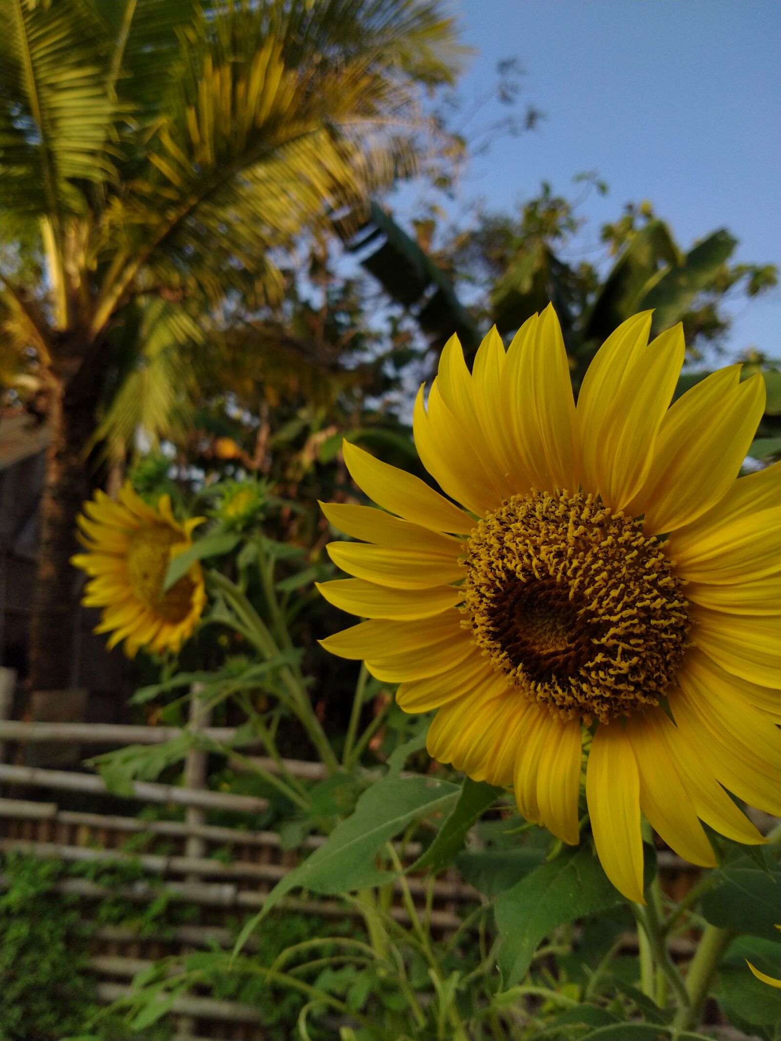 Realme 5I sample photo. Sun, sunflowers, day photography