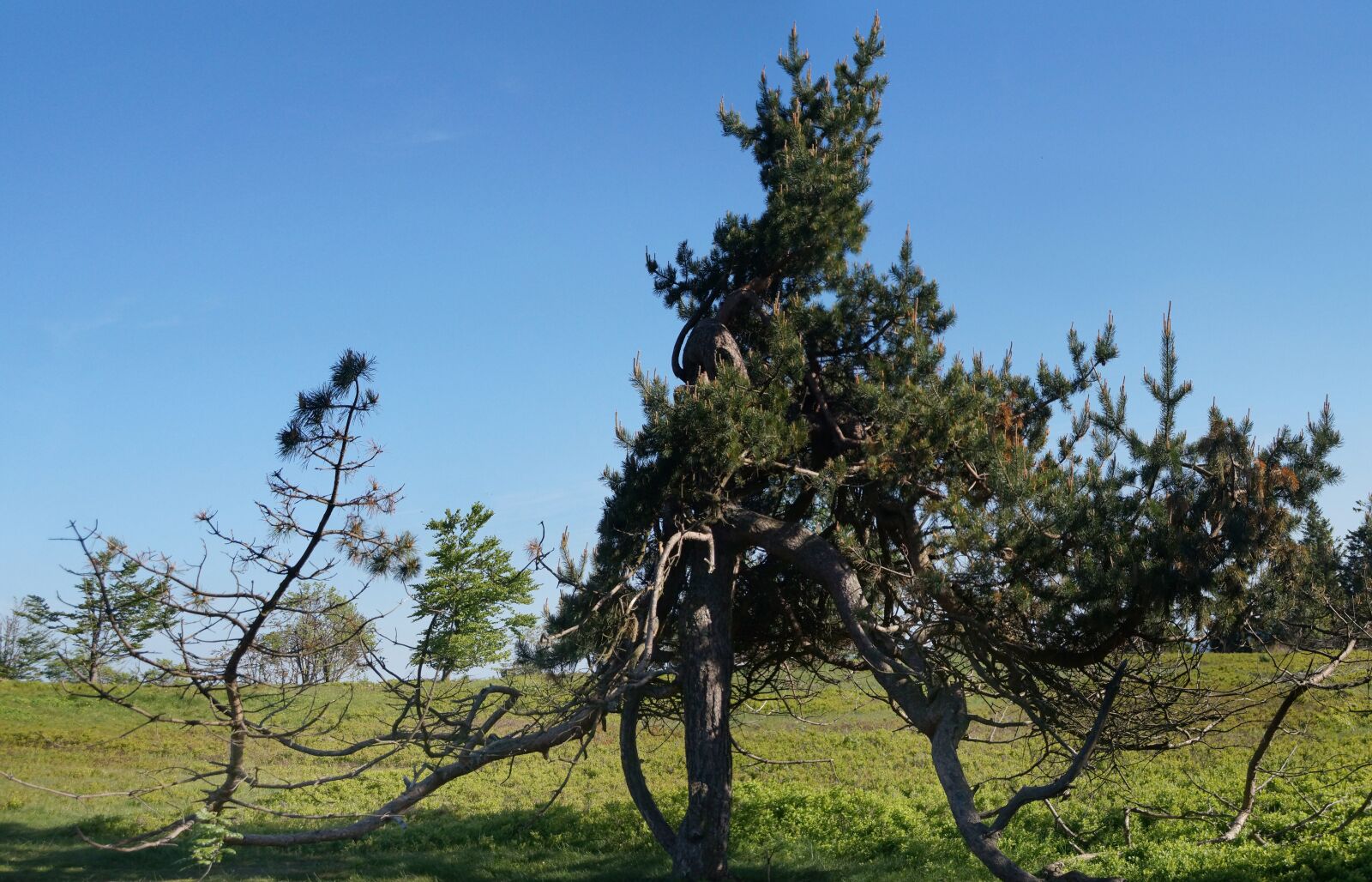 Sony SLT-A57 sample photo. Lichen, highlands, winterberg photography