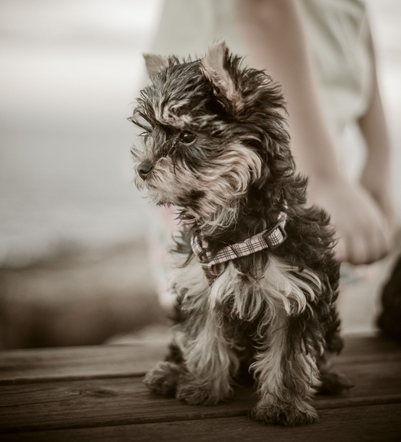 Nikon D700 sample photo. Dog, toto, small photography