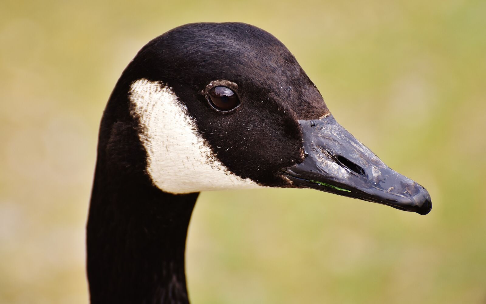 Nikon D7200 sample photo. Wild goose, water bird photography