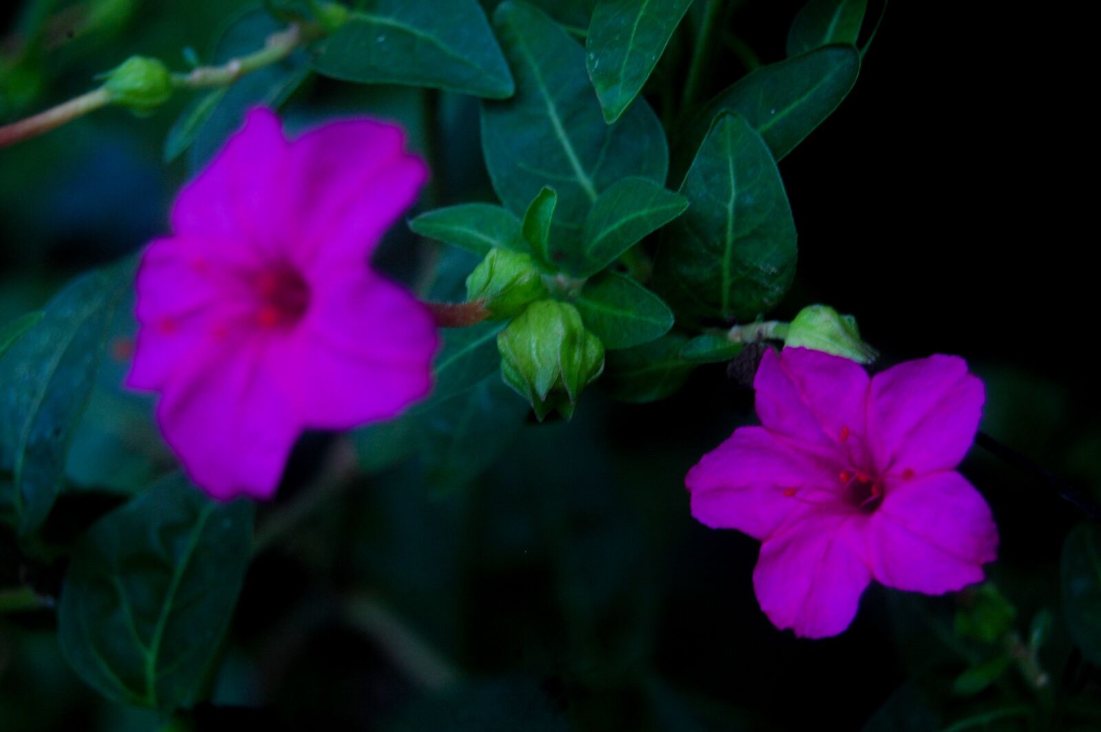 Nikon D40 sample photo. Morning glory, flower, blossom photography