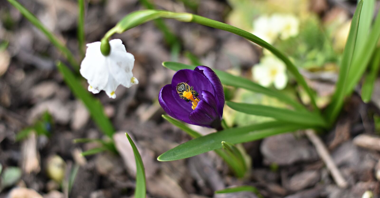 Nikon D3400 sample photo. Nature, flower, leaf photography