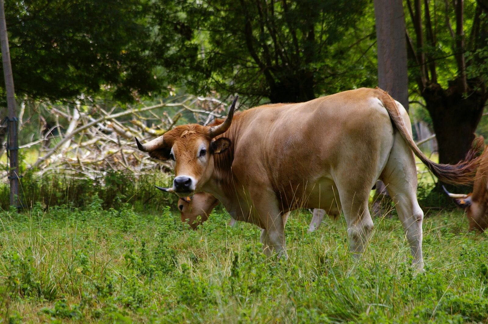 Pentax *ist DL sample photo. Cow maraichine, cow, prairie photography
