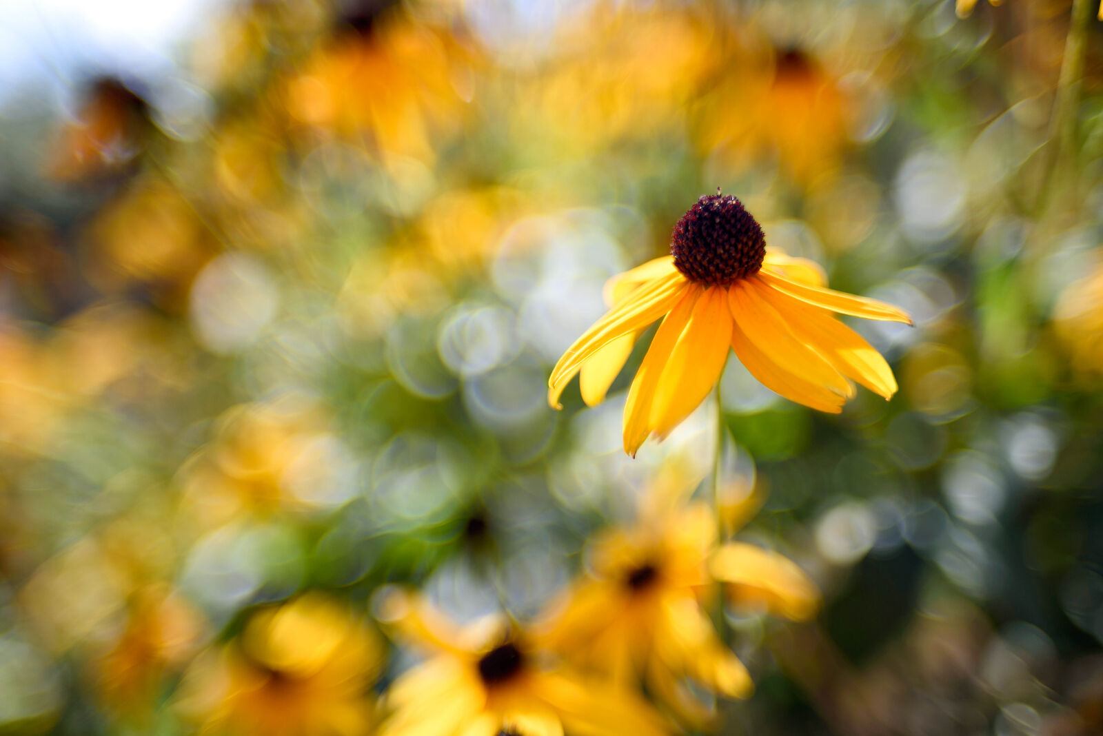 Nikon D750 sample photo
