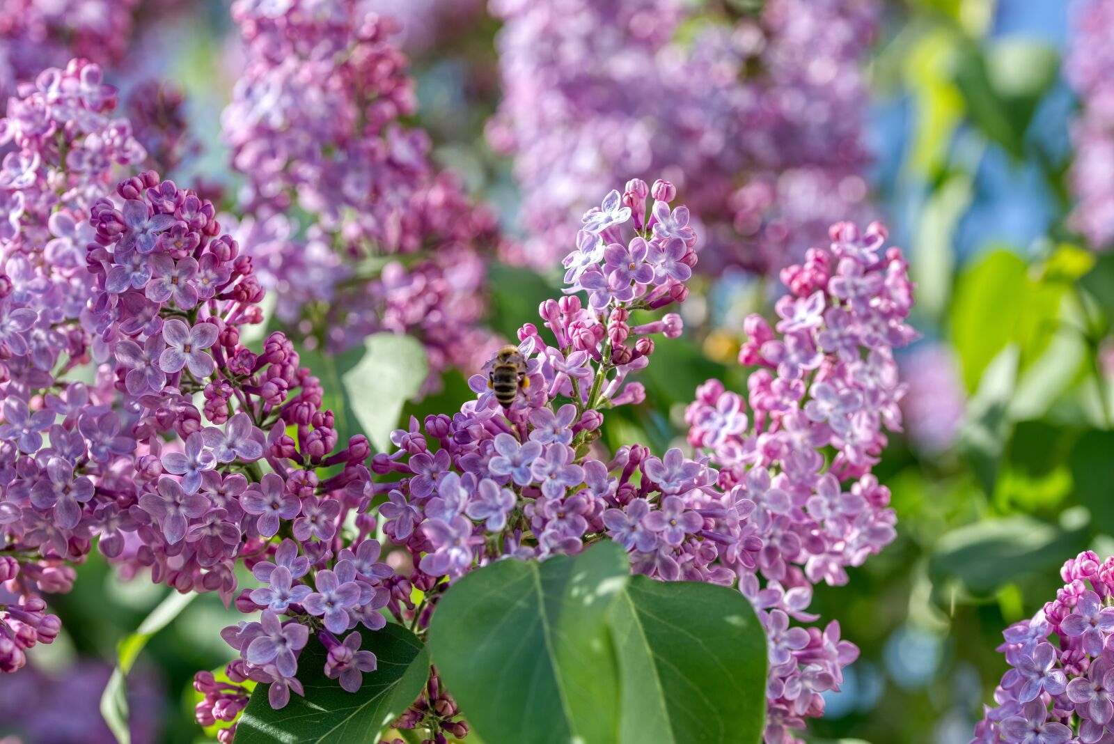 Nikon D750 sample photo. Lilac, olive crop, purple photography
