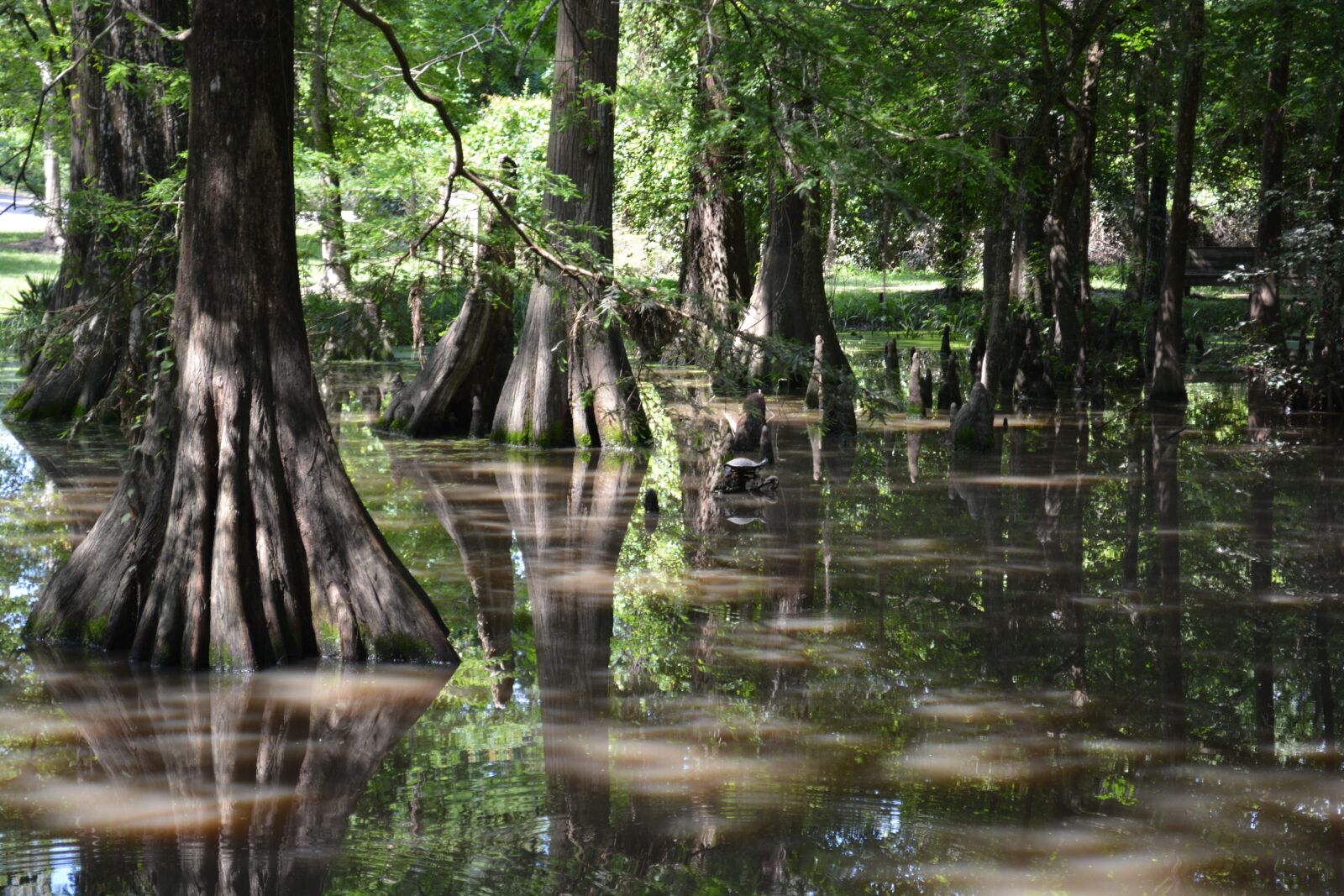 Nikon D5200 sample photo. Cypress, trees, nature photography