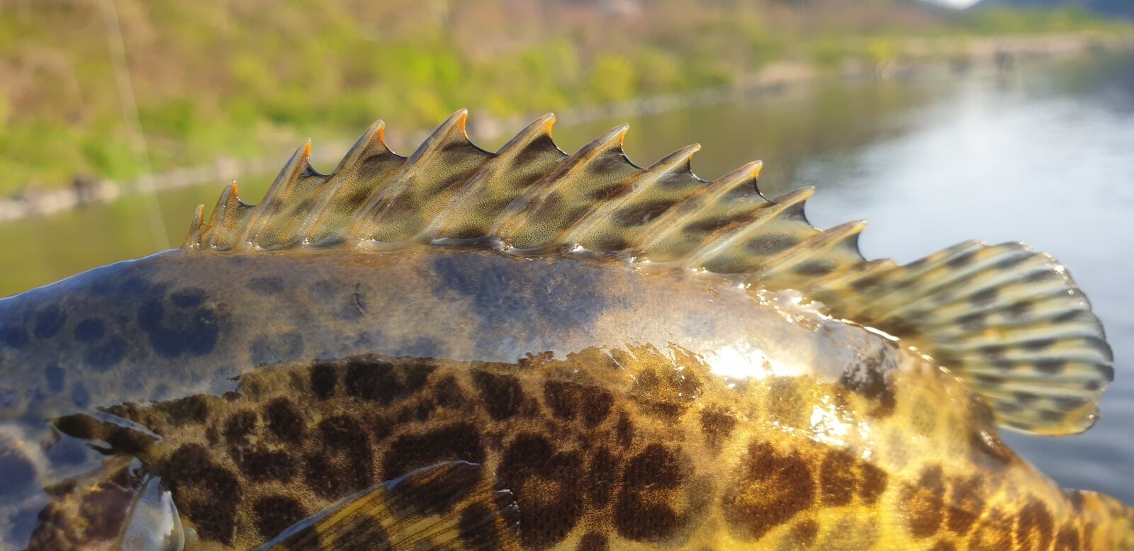 Samsung Galaxy Note9 sample photo. Leopard, fish, 쏘가리 photography