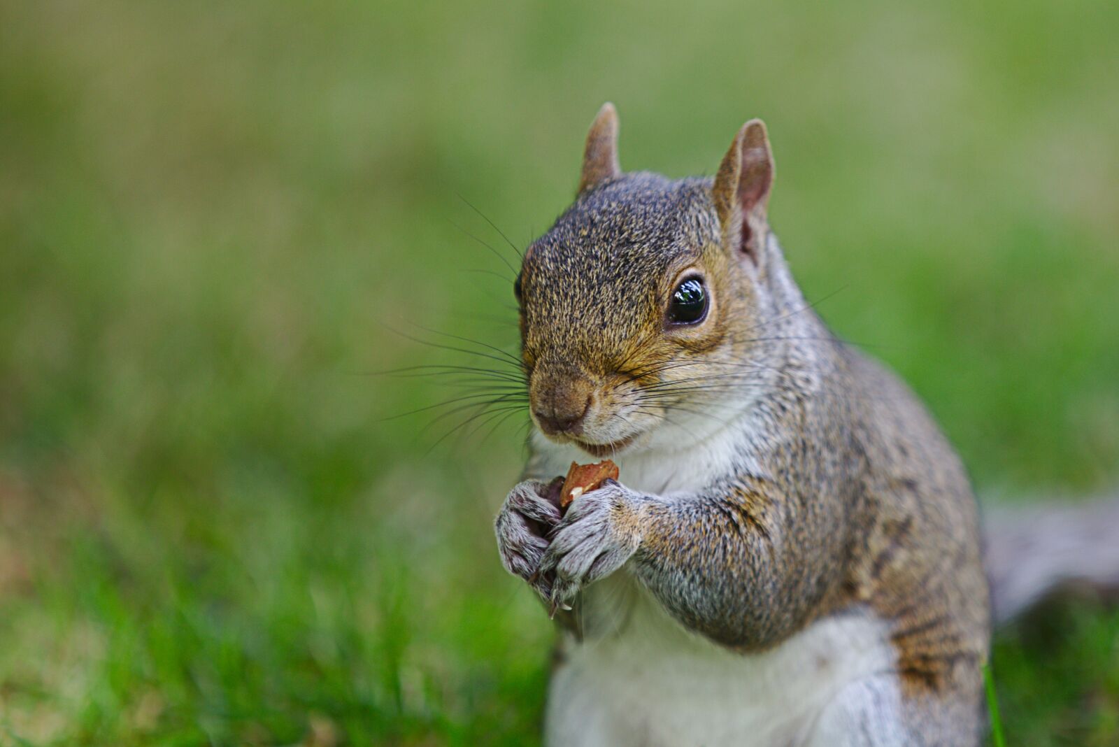 Canon EOS 6D sample photo. Squirrel, nut, nager photography