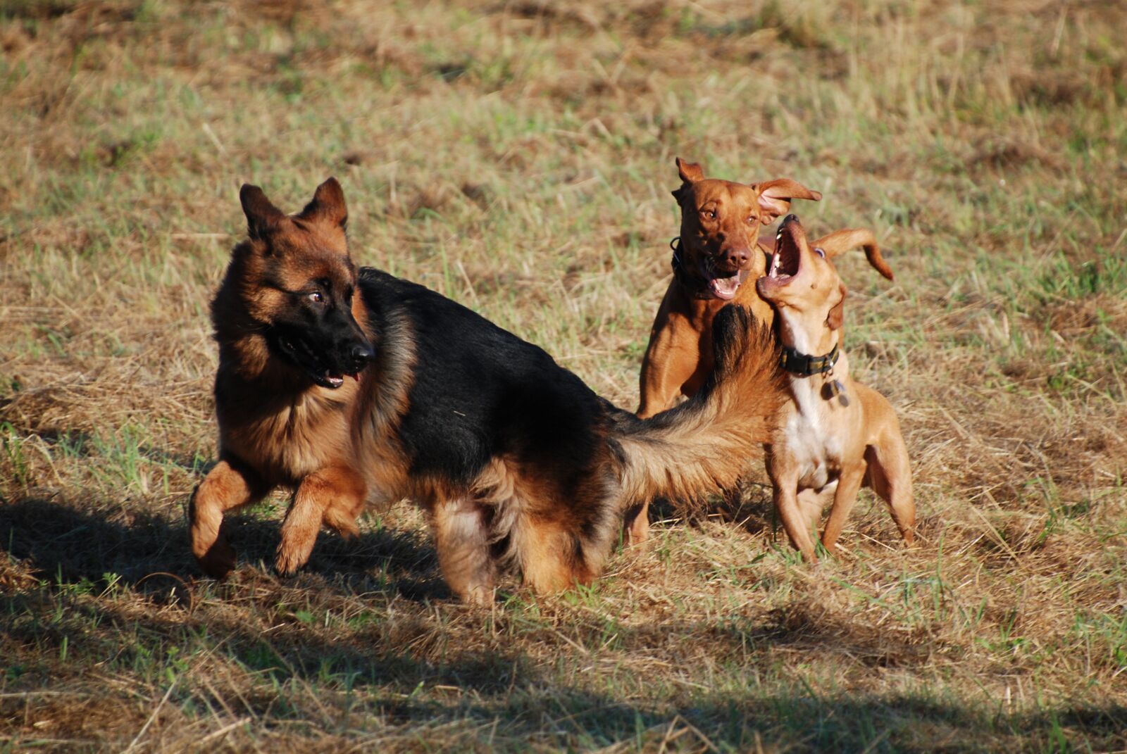 Nikon D80 sample photo. Sch fer dog, dog photography