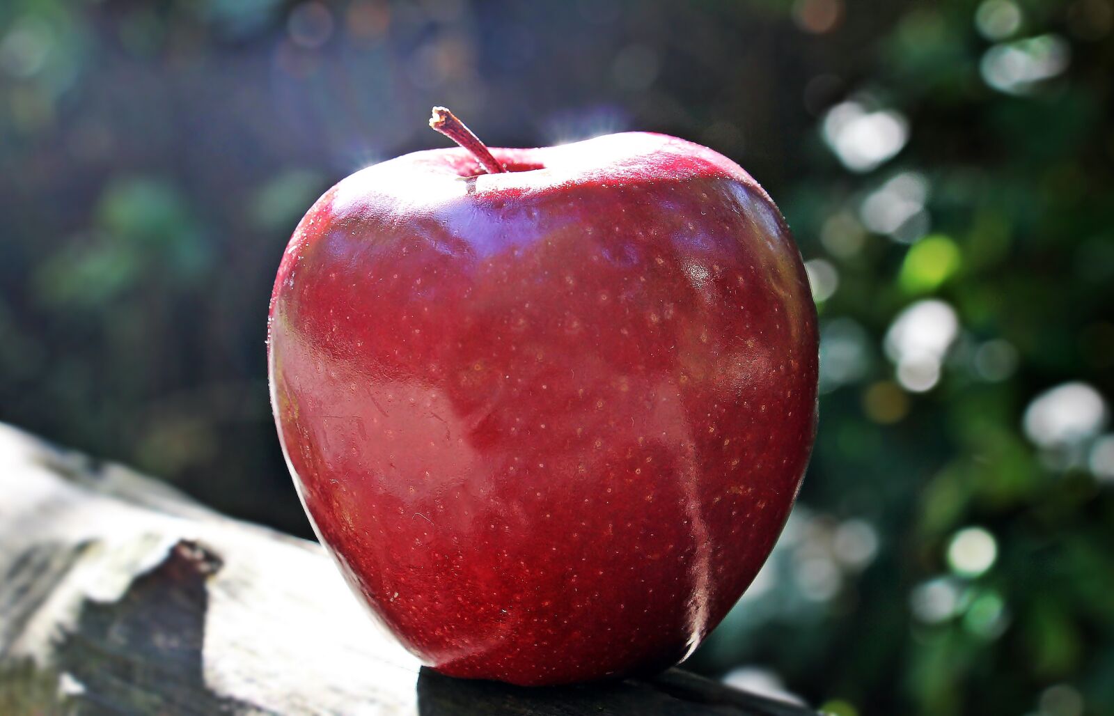 Canon EOS 550D (EOS Rebel T2i / EOS Kiss X4) sample photo. Apple, red apple, red photography