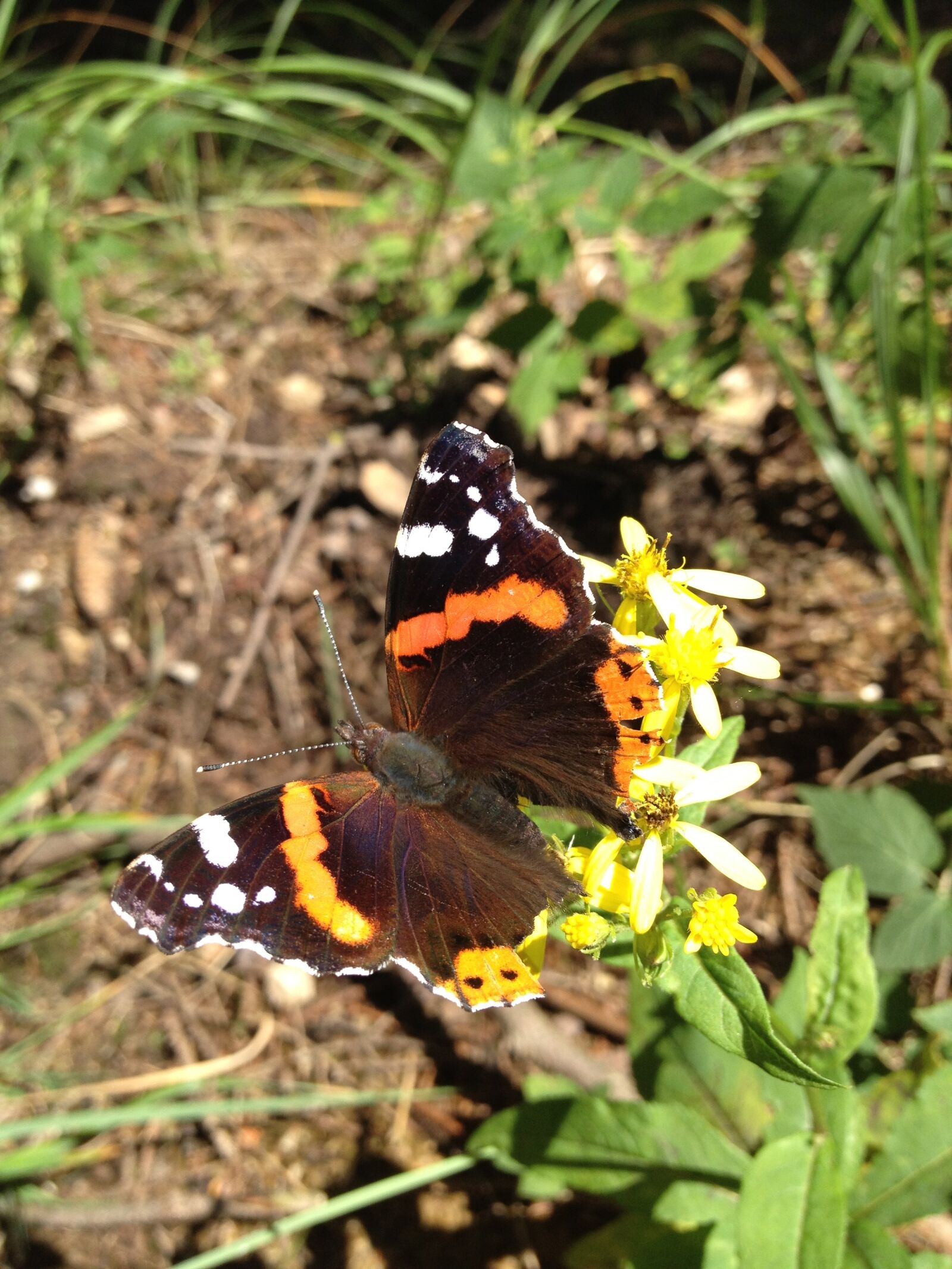 Apple iPhone 4S sample photo. Butterfly, insect, wing photography