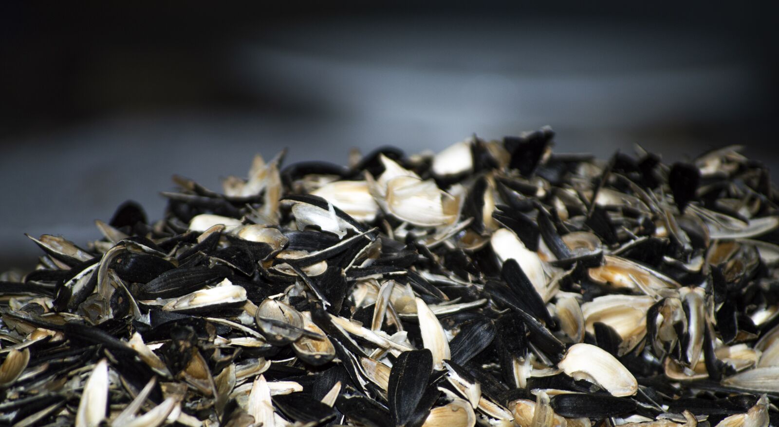 Nikon D3200 sample photo. Sunflower, shell, goergia photography