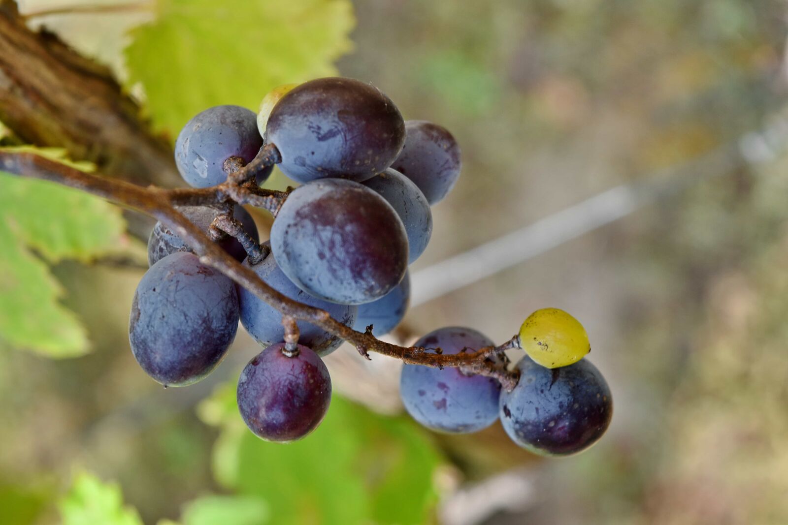 Nikon D5500 sample photo. Blue, grapes, grapevine, organic photography