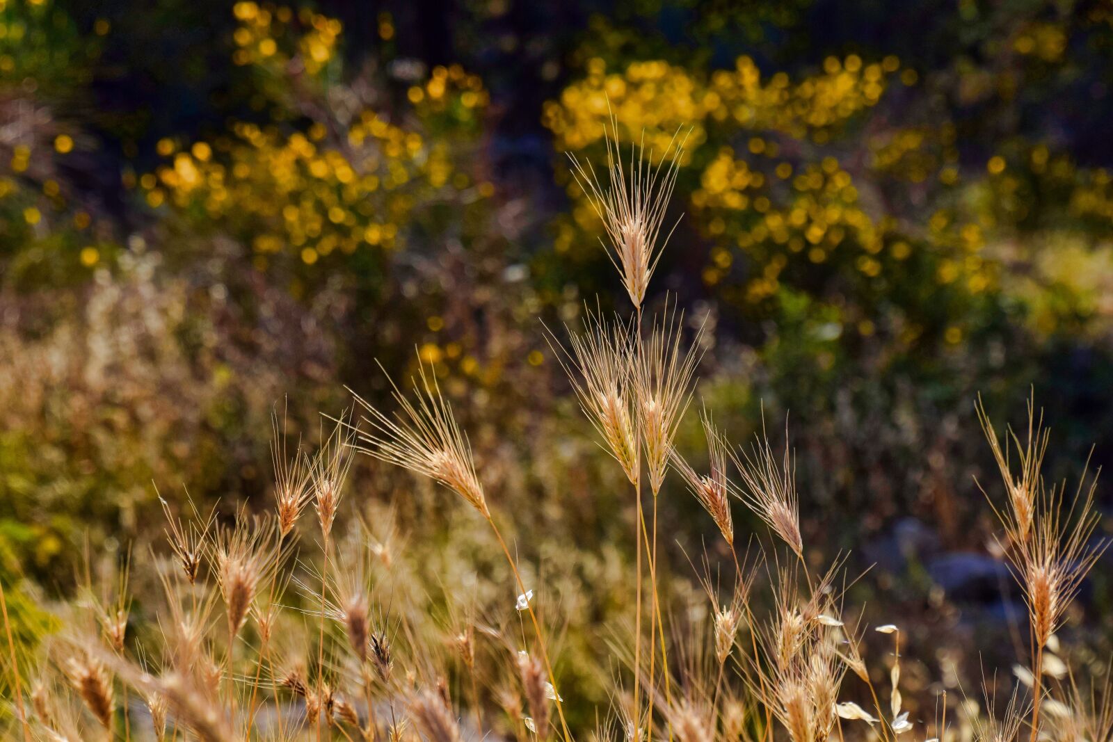 Nikon D5300 sample photo. Nature, outdoors, field photography