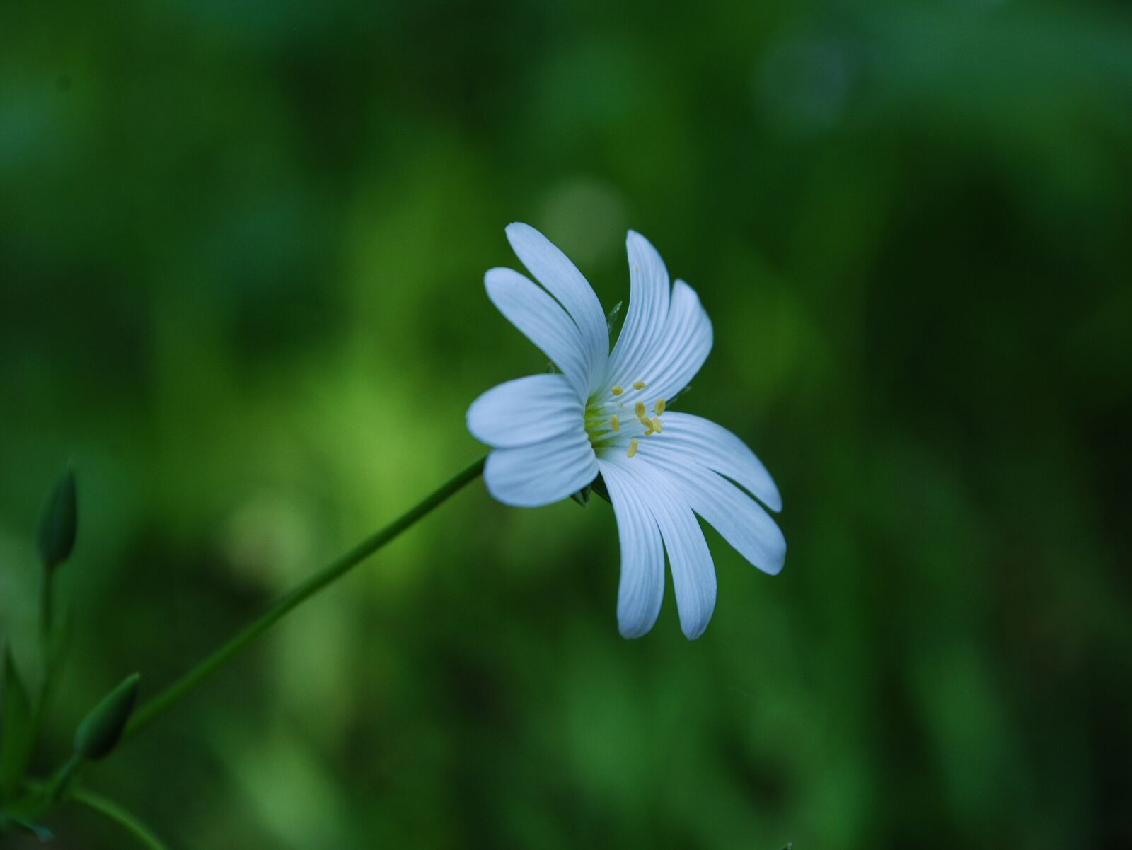 Nikon D3000 sample photo. Blossom, calm, flower, forest photography