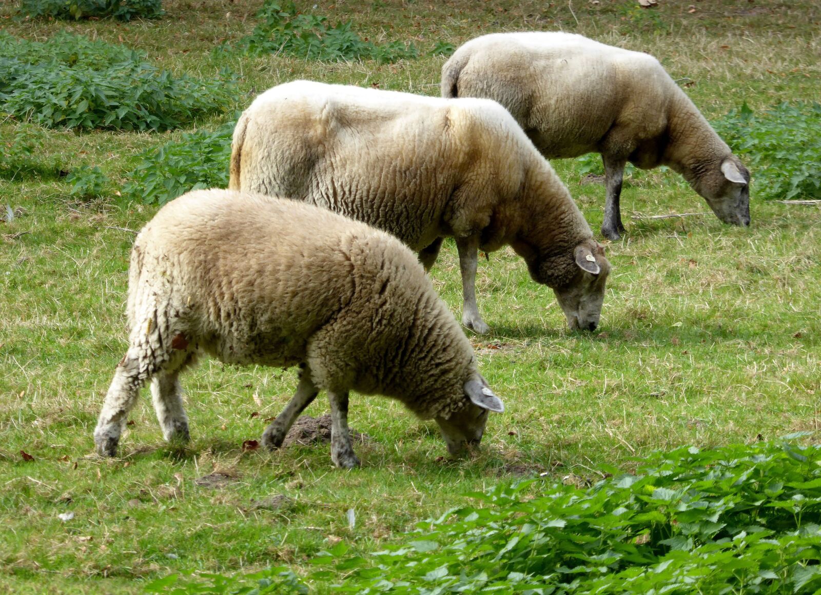 Panasonic DMC-TZ61 sample photo. Sheep, wool, pasture photography