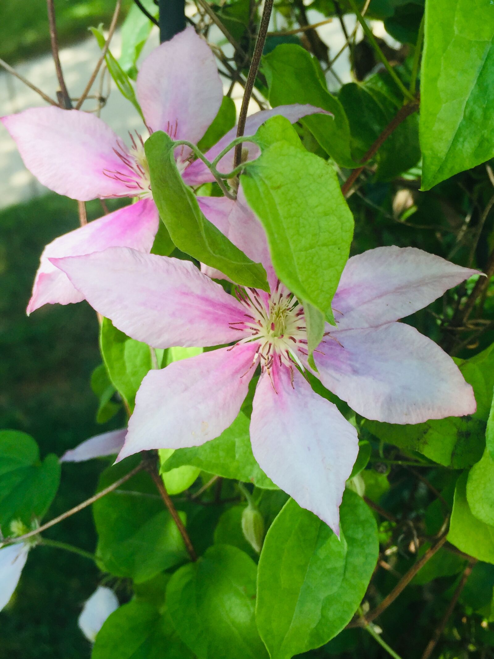 iPhone 6 back camera 4.15mm f/2.2 sample photo. My clematis, garden, flower photography