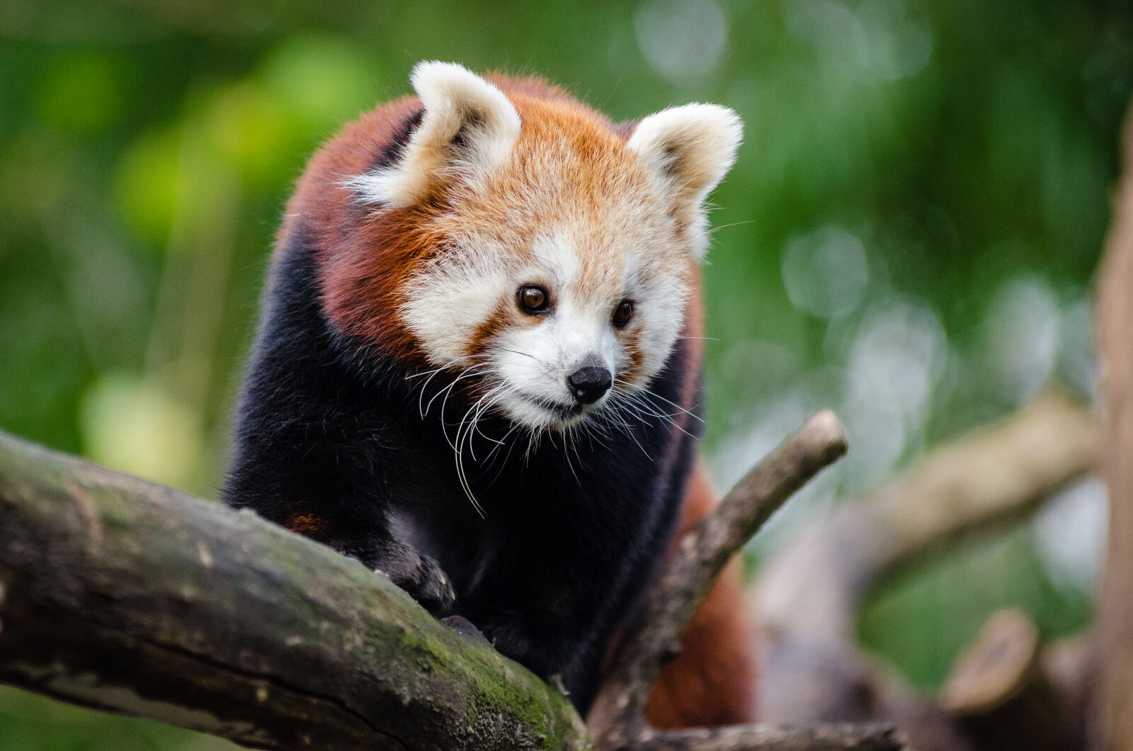 AF Zoom-Nikkor 80-200mm f/2.8 ED sample photo