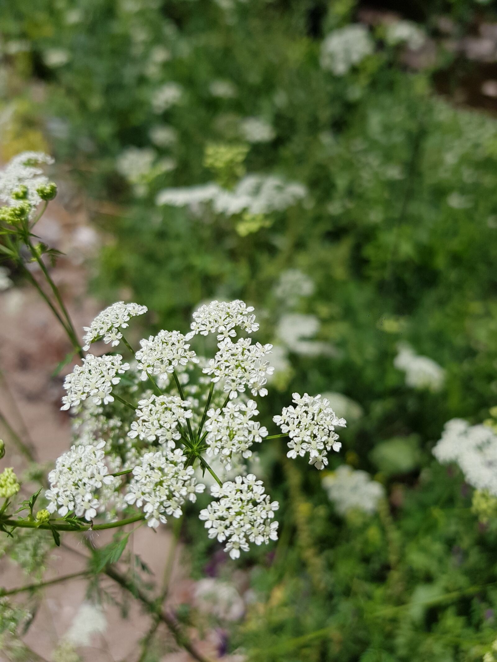 Samsung Galaxy S8 sample photo. Flowers, nature, spring photography