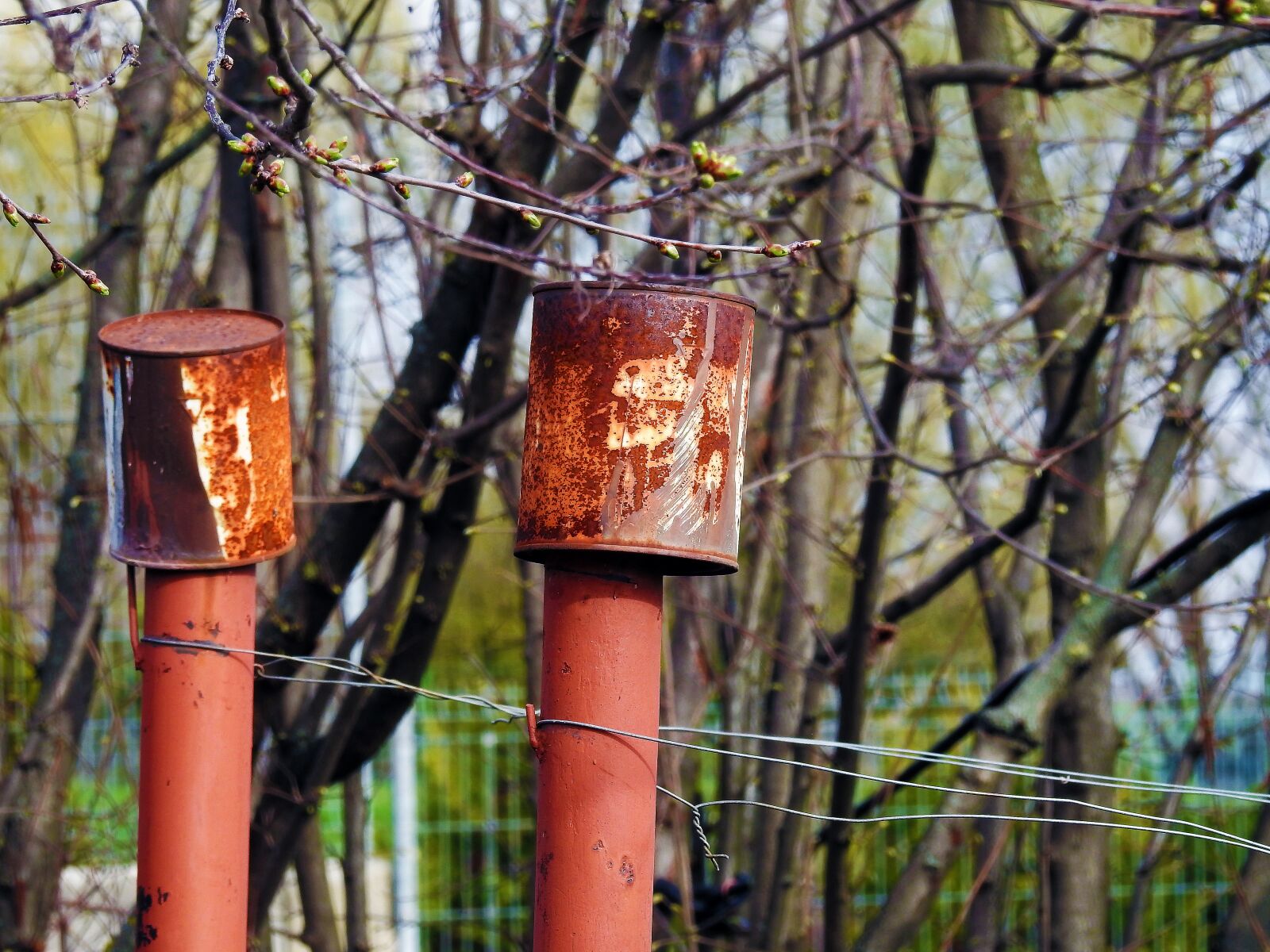 Nikon Coolpix P900 sample photo. Wood, flame, outdoors photography