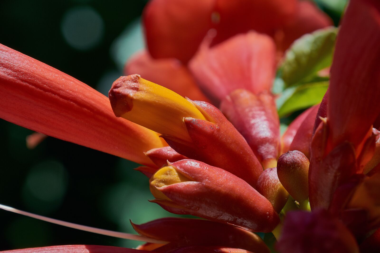 Nikon D7200 sample photo. Grandiflora, garden, petals photography
