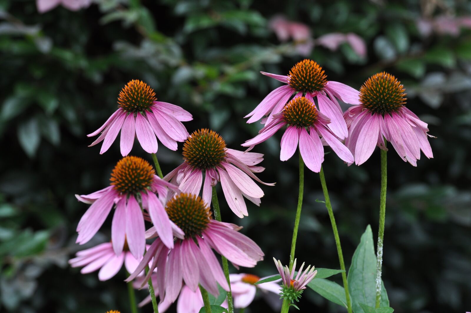 Nikon D5000 sample photo. Flowers, pink, plant photography