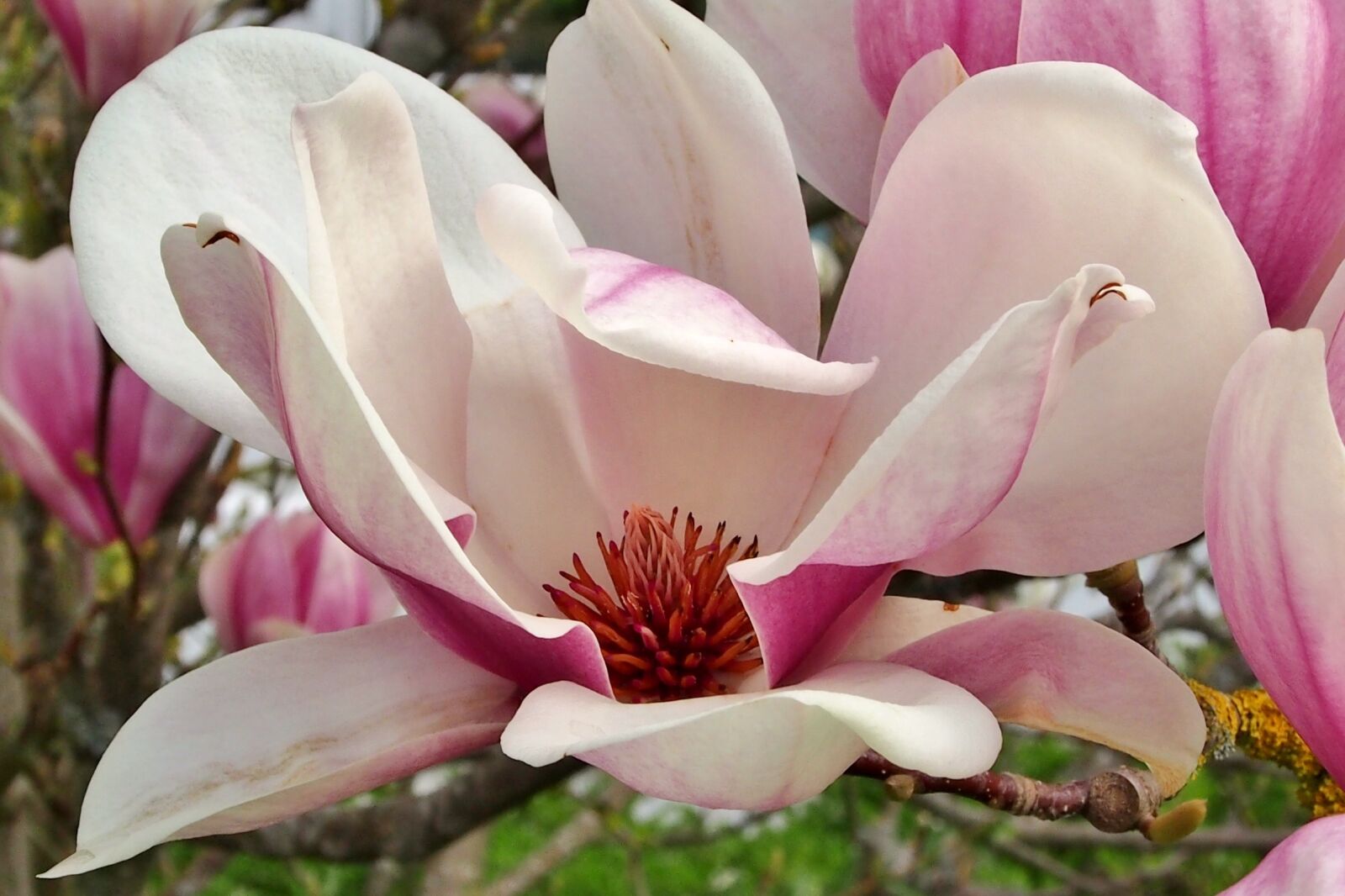 Olympus OM-D E-M5 sample photo. Flower, magnolia, garden photography
